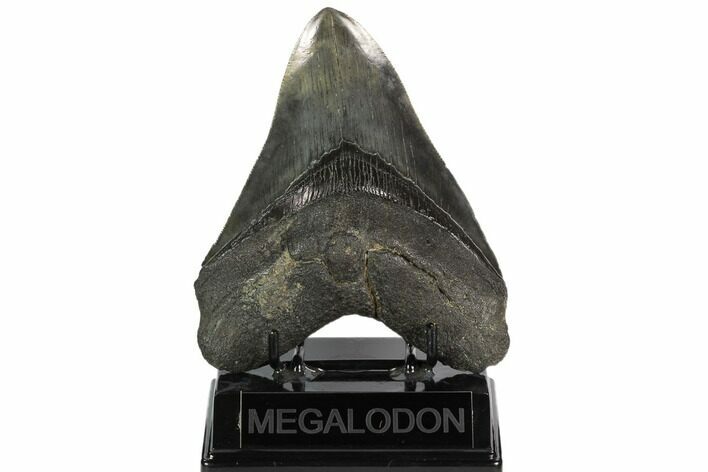 Serrated, Fossil Megalodon Tooth - Nice Tooth #124537